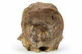 Hadrosaur (Edmontosaurus) Anterior Caudal Vertebrae - Montana #248800-5